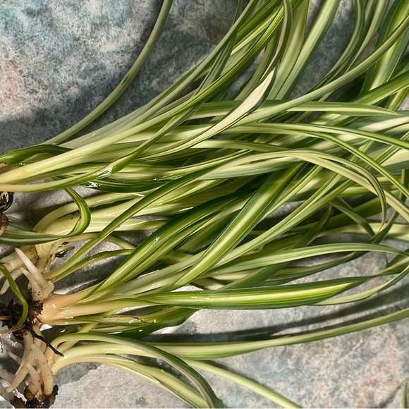 Spider Plant Starter - Picture 7 of 11